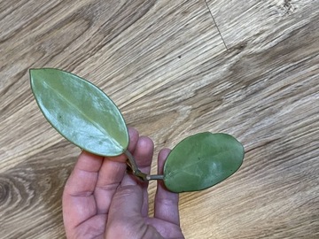 Hoya Silver dollar hoja sadzonka