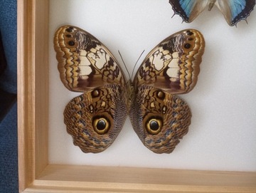 Caligo Martia F 