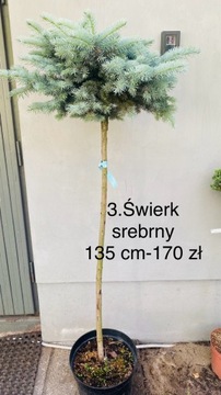 Świerk srebrny 135 cm nr 3