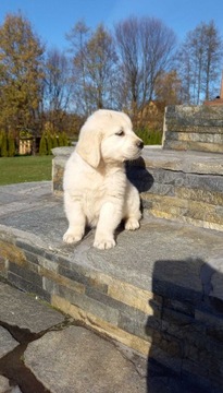 Golden Retriever FCI