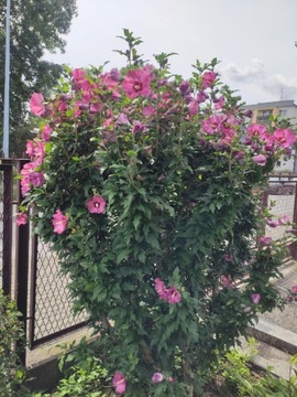 Hibiskus ogrodowy różowy 