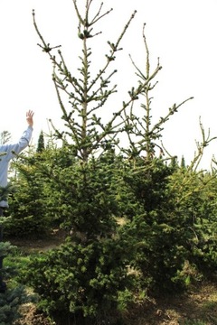 Świerk  „LUCKY STRIKE”, Picea pungens 300cm+