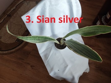 Sansewiera sansevieria Sian silver