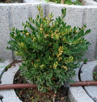 Bukszpan drobnolistny 'Pincushion' Buxus 127