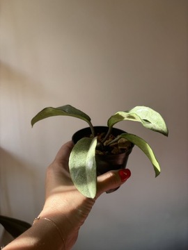 Hoya Hoja grey ghost