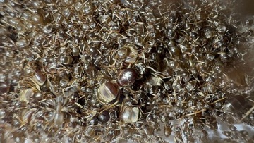 Lasius Neglectus- Rzadkie inwazyjne mrówki 3Q- 90w