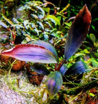 Bucephalandra sp. "Ulysses" dorosła, sadzonka