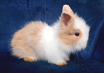 Królik miniaturka karzełek króliczek Teddy WYPRAWK