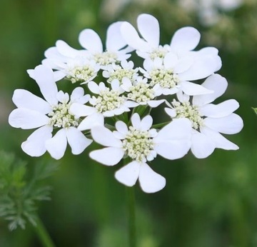 Nasiona Orlaya Grandiflora