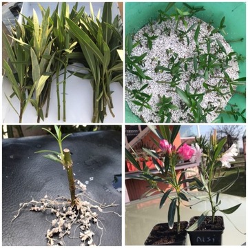 Szczepki oleander powinny kwitnąć w 2021 roku