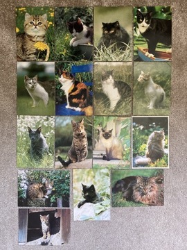 Koty pocztówka 16 szt