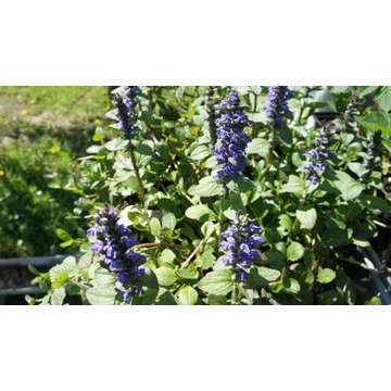 Dąbrówka rozłogowa – Ajuga reptans