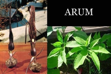 Arum  cornutum 1szt.