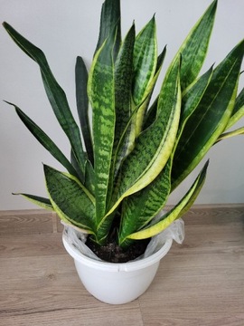 Sansevieria wężownica XL 50 cm