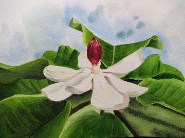 Obraz, Akwarela - Botanika, Magnolia,   A5.