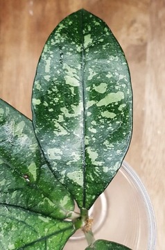 Hoya Crassipetiolata splash - cięta sadzonka 