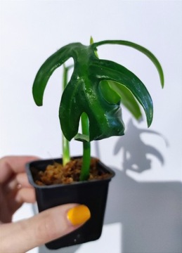 Philodendron Elegans filodendron 