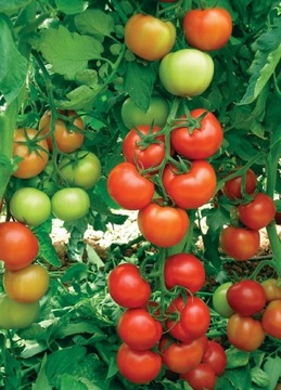 Pomidor Antalya F1 1 nasiono
