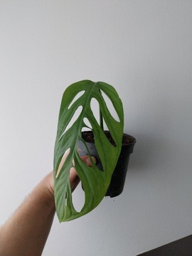 Monstera Indonesian Mabrle kolekcjonerska