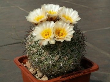 Pediocactus simpsonii v. idahoensis AM 98025 - 10n