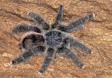 Avicularia juruensis (M2 Peru Purple) młode L1