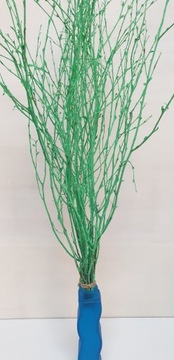 Dekoracyjne Gałązki brzozy malowane zieleń 60cm