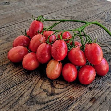 Pomidor Cio Cio San nasiona kolekcjonerskie