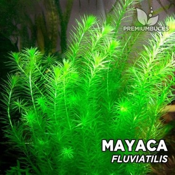Okazja Mayaca fluviatilis piekna śliczna roślina 