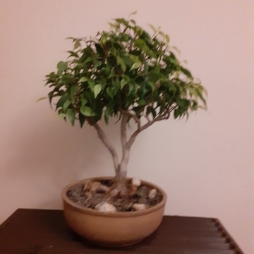 bonsai fikus benjamina  