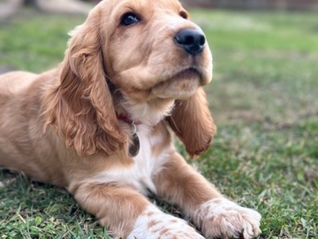 Cocker Spaniel piękny piesek tel. 608058201 