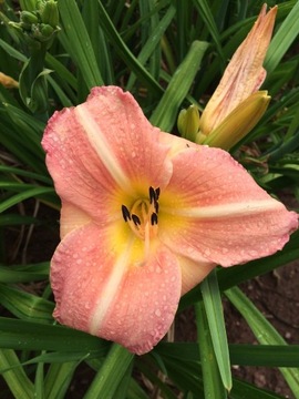 Liliowiec Hemerocallis Karolina Kózka HF-040