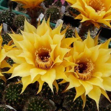 Echinopsis hybryd 31-2005