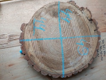 Plastry drewna suchy krążki RÓŻNE wymiary 38-60cm 