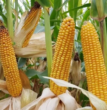 Nasiona kukurydzy Smolice ułan popis wawel finezja