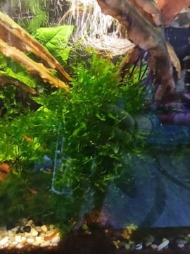 Pelia wątrobowiec roślina akwariowa 