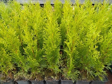 Thuja Szmaragd ca 40 cm