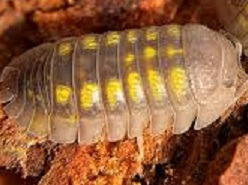 Armadillidium granulatum