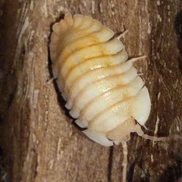 armadillidium pallasii orange