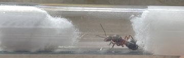 Camponotus Ligniperda królowa mrówek