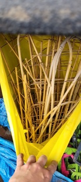 Bambusy do Roślin