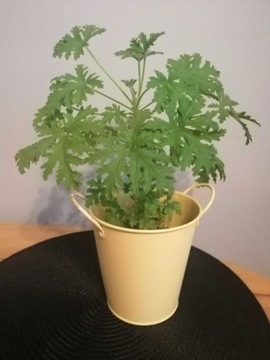 Geranium (anginka), pelargonia pachnąca, cytrynka