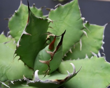 Kaktusy! - Agave titanota - RARYTAS!!!