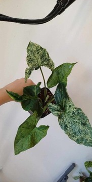 Syngonium mottled mojito 