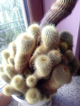 duży kaktus wysokość 52 cm kwiatek doniczkowy