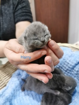 Kot Brytyjski niebieski Harry odbior w kwietniu 