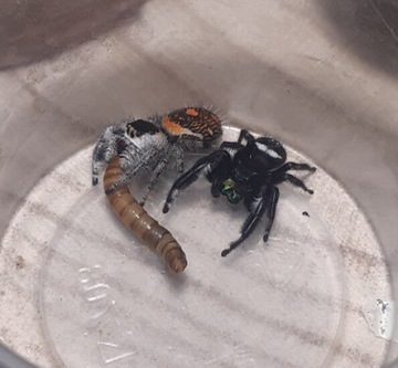 Skakun królewski L4/L5 Phidippus regius Soroa x2