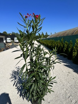 Oleander wysokość 130/150 cm