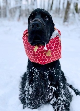 SNOOD WODOODPORNY Hug me Cocker Spaniel Springer 