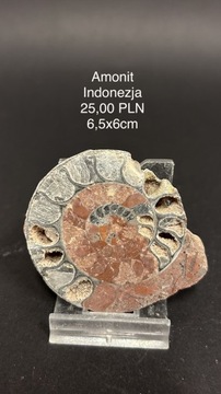 Skamieniałość: amonit, Indonezja