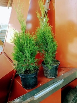 Thuja smaragd, tuja szmaragd w doniczkach 2l, wys.